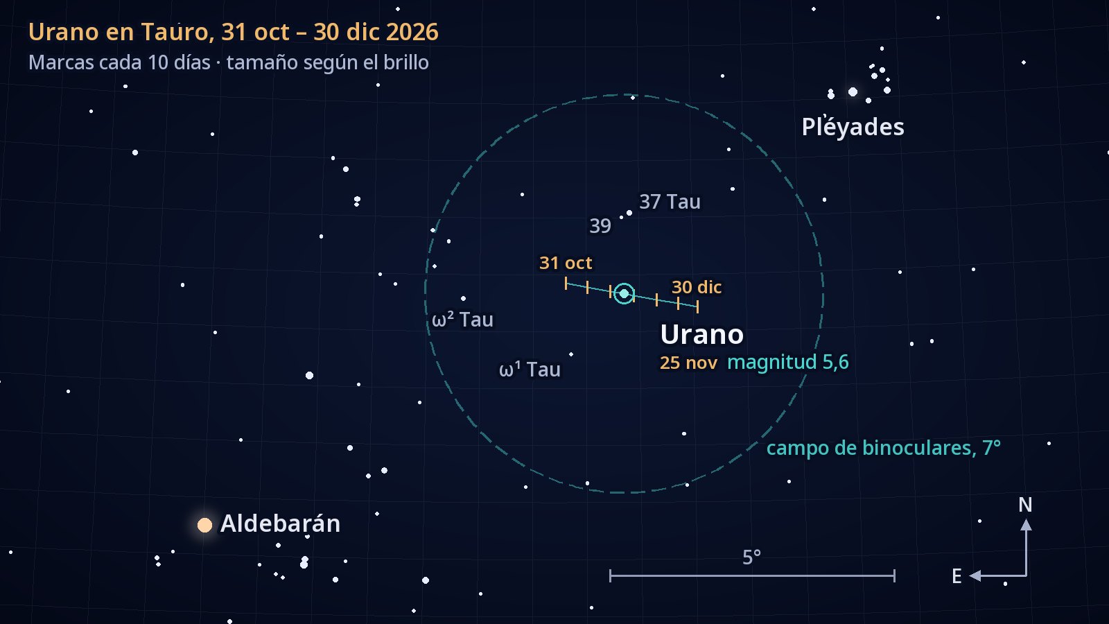 Mapa de localización de Tauro, con el norte arriba y el este a la izquierda. El corto recorrido de Urano hacia el oeste entre el 31 de octubre y el 30 de diciembre de 2026, con una marca cada diez días, pasa justo al sur de la estrella 37 Tauri, dentro de un círculo de 7° que representa el campo de unos binoculares; las Pléyades quedan arriba a la derecha y Aldebarán, abajo a la izquierda.
