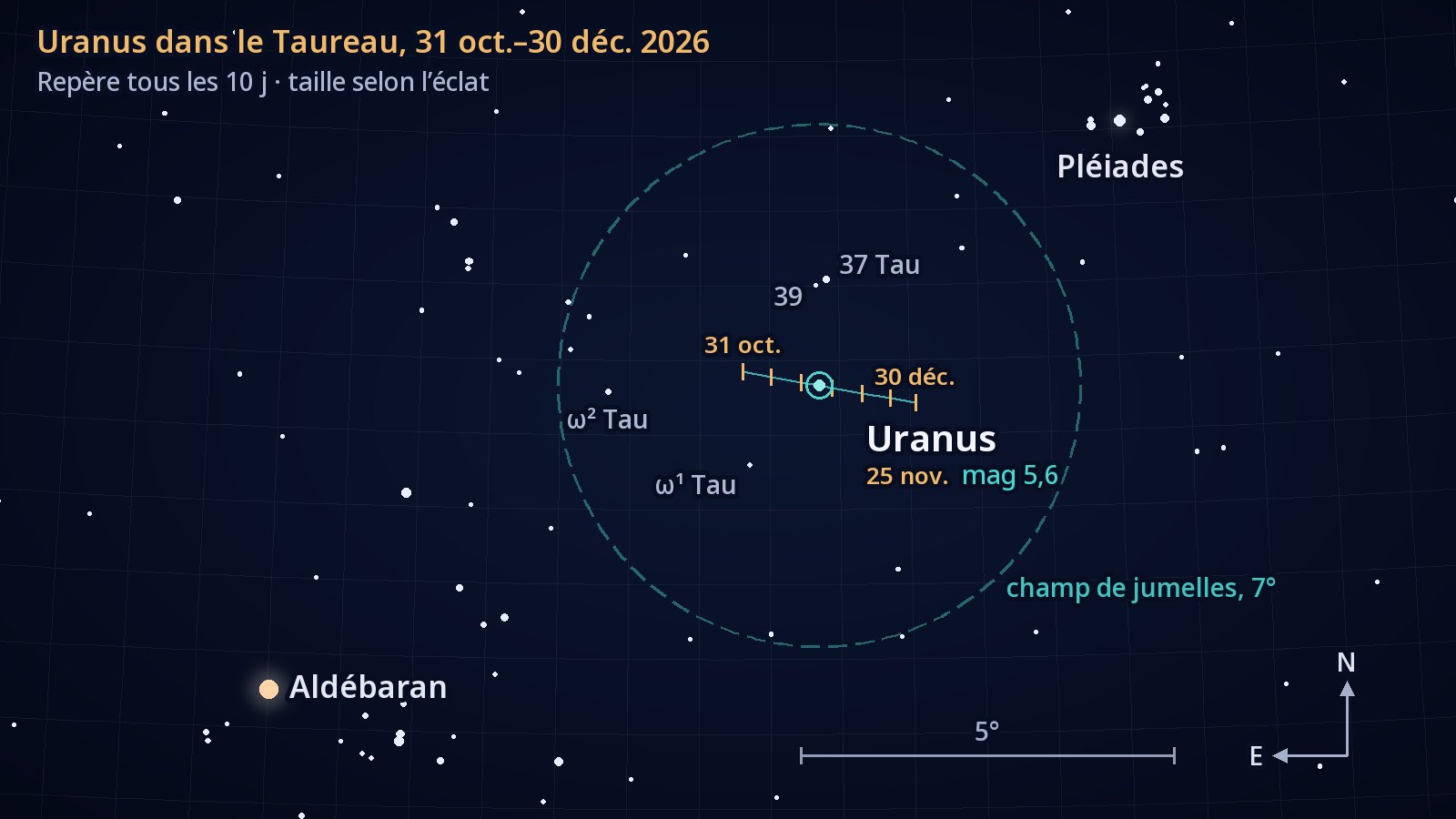 Carte de repérage du Taureau, nord en haut et est à gauche. La courte trajectoire d’Uranus vers l’ouest, du 31 octobre au 30 décembre 2026, marquée d’un repère tous les dix jours, passe juste au sud de l’étoile 37 Tauri, à l’intérieur d’un cercle de 7° qui figure le champ de jumelles ; les Pléiades sont en haut à droite, Aldébaran en bas à gauche.